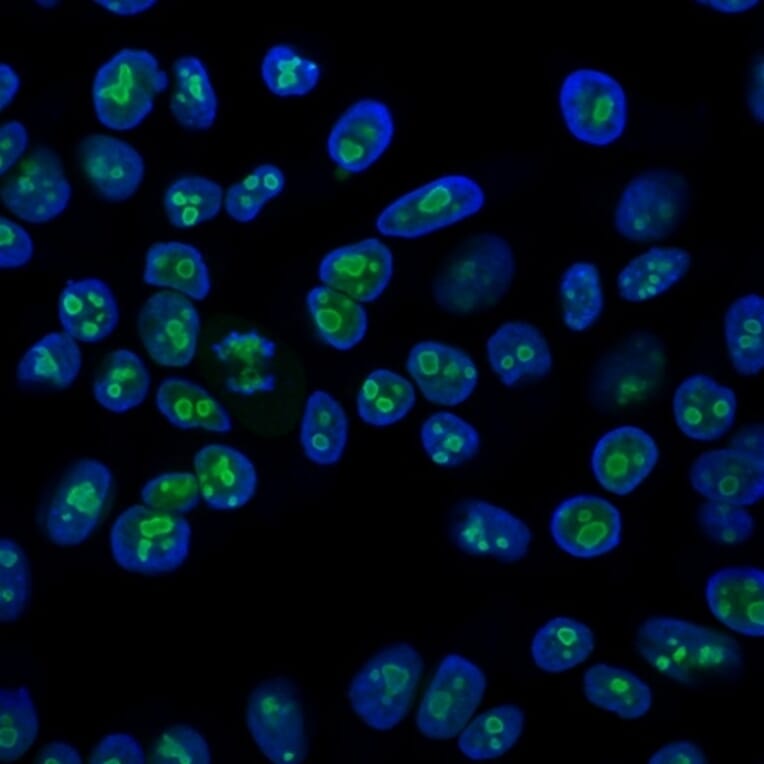 Immunofluorescence - Anti-Nucleolin Antibody [364-5] - BSA and Azide free (A252665) - Antibodies.com