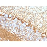 Immunohistochemistry - Anti-Neurofilament Heavy Polypeptide Antibody [NF421] - BSA and Azide free (A252667) - Antibodies.com