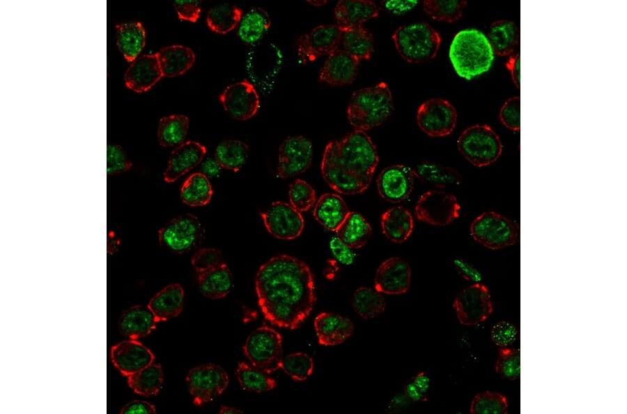 Immunofluorescence - Anti-Neurofilament Heavy Polypeptide Antibody [NF421] - BSA and Azide free (A252667) - Antibodies.com