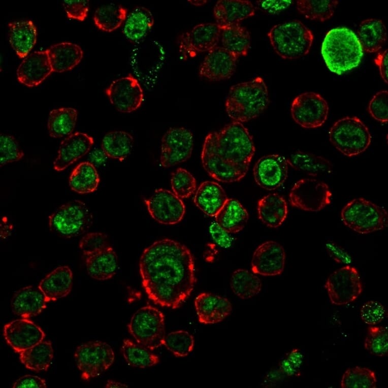 Immunofluorescence - Anti-Neurofilament Heavy Polypeptide Antibody [NF421] - BSA and Azide free (A252667) - Antibodies.com