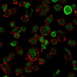 Immunofluorescence - Anti-Neurofilament Heavy Polypeptide Antibody [NF421] - BSA and Azide free (A252667) - Antibodies.com
