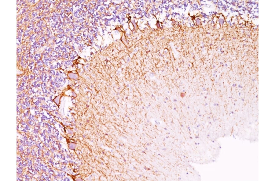 Immunohistochemistry - Anti-Neurofilament Heavy Polypeptide Antibody [RT97] - BSA and Azide free (A252668) - Antibodies.com
