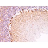 Immunohistochemistry - Anti-Neurofilament Heavy Polypeptide Antibody [RT97] - BSA and Azide free (A252668) - Antibodies.com