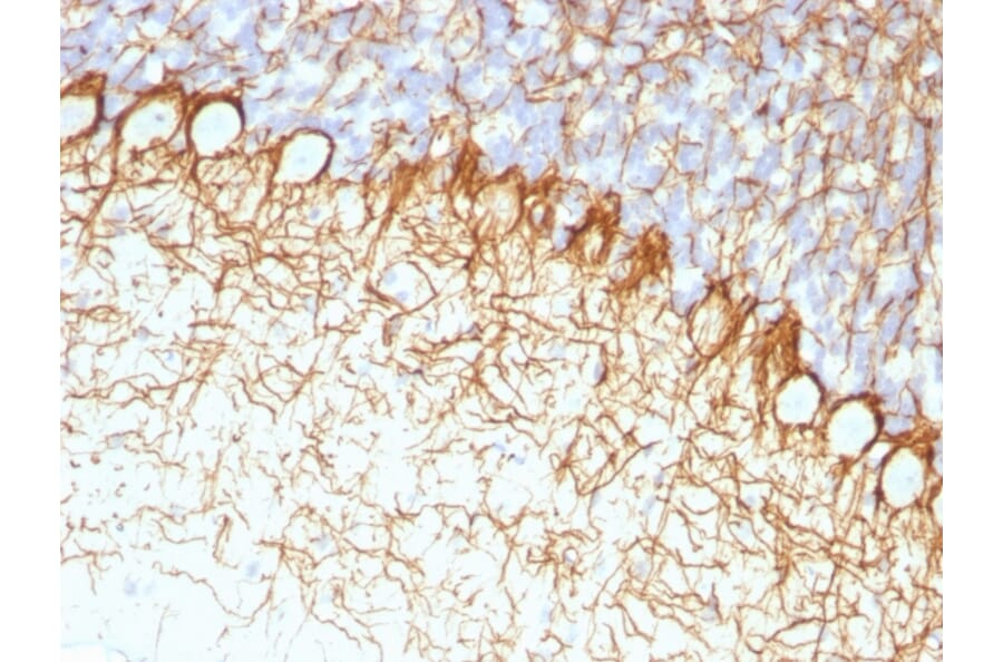 Immunohistochemistry - Anti-Neurofilament Heavy Polypeptide Antibody [RT97] - BSA and Azide free (A252669) - Antibodies.com