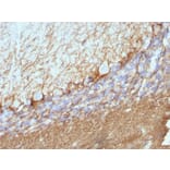 Immunohistochemistry - Anti-Neurofilament Heavy Polypeptide Antibody [NE14] - BSA and Azide free (A252671) - Antibodies.com