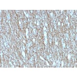 Immunohistochemistry - Anti-Neurofilament Heavy Polypeptide Antibody [rNF421] - BSA and Azide free (A252672) - Antibodies.com