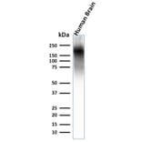 Western Blot - Anti-Neurofilament Heavy Polypeptide Antibody [NEFL.H/2324R] - BSA and Azide free (A252673) - Antibodies.com