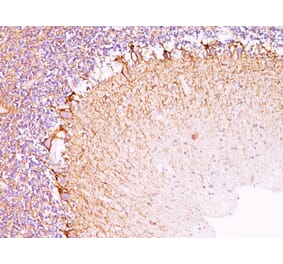 Immunohistochemistry - Anti-NF-L Antibody [NR-4] - BSA and Azide free (A252674) - Antibodies.com