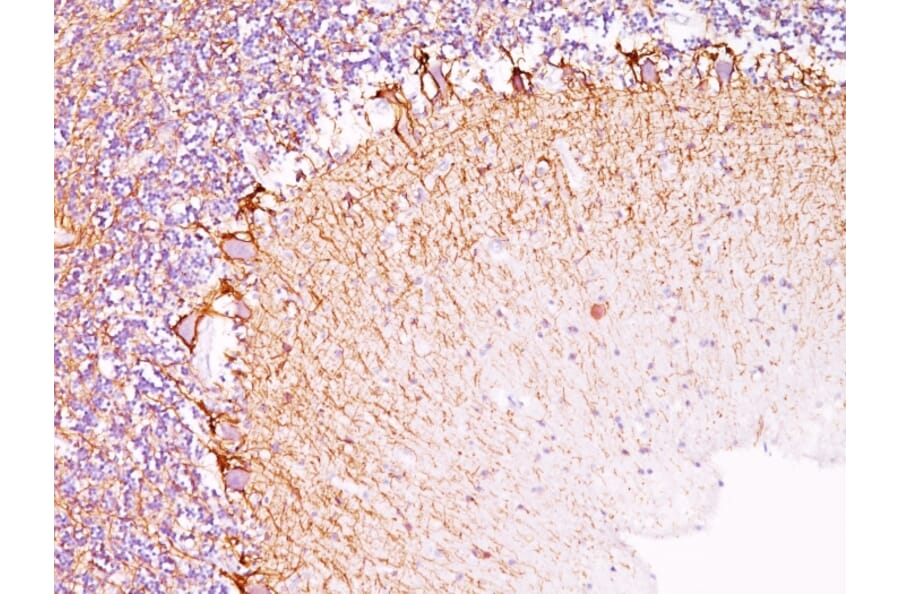 Immunohistochemistry - Anti-NF-L Antibody [NR-4] - BSA and Azide free (A252674) - Antibodies.com