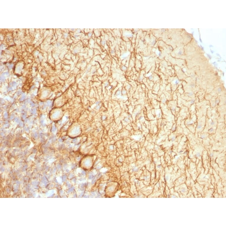 Immunohistochemistry - Anti-NF-L Antibody [NR-4] - BSA and Azide free (A252674) - Antibodies.com