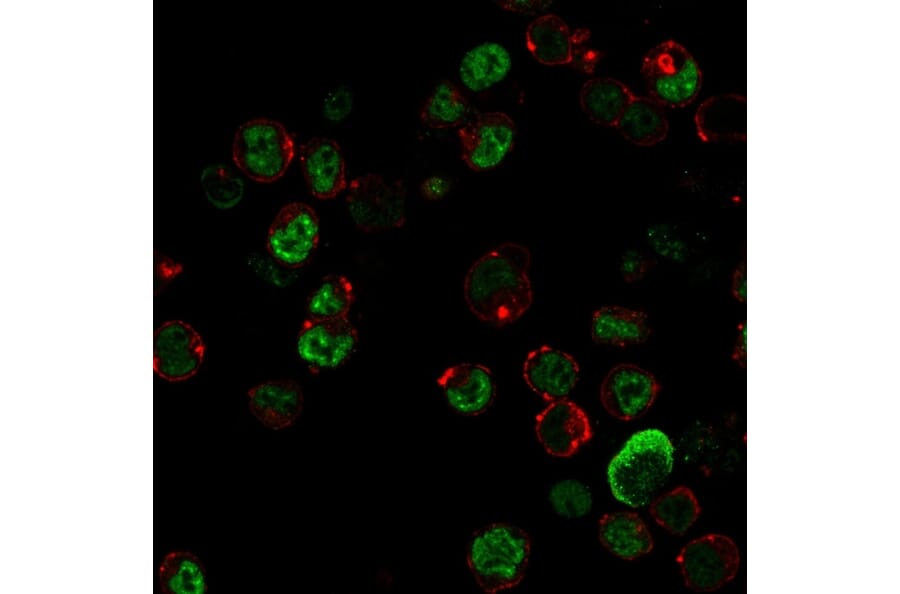 Immunofluorescence - Anti-NF-L Antibody [NR-4] - BSA and Azide free (A252674) - Antibodies.com