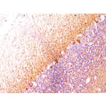 Immunohistochemistry - Anti-NF-L Antibody [SPM204] - BSA and Azide free (A252674) - Antibodies.com