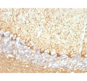 Immunohistochemistry - Anti-NF-L Antibody [NFL/736] - BSA and Azide free (A252676) - Antibodies.com