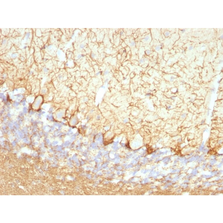 Immunohistochemistry - Anti-NF-L Antibody [NFL/736] - BSA and Azide free (A252676) - Antibodies.com