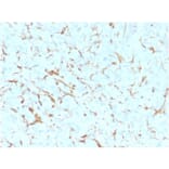 Immunohistochemistry - Anti-p75 NGF Receptor Antibody [NGFR5] - BSA and Azide free (A252678) - Antibodies.com