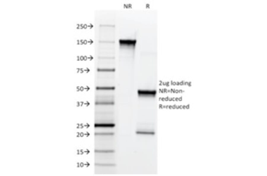 SDS-PAGE - Anti-p75 NGF Receptor Antibody [NGFR5] - BSA and Azide free (A252679) - Antibodies.com