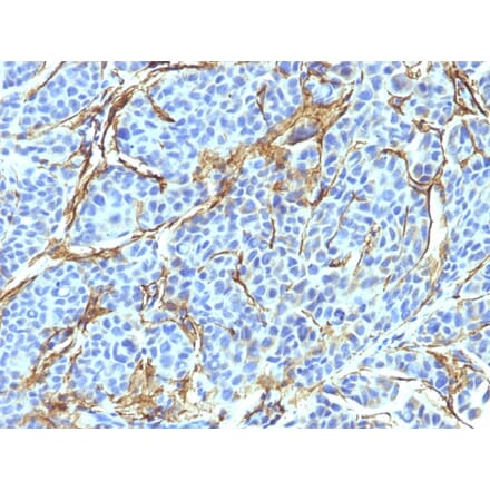 Immunohistochemistry - Anti-p75 NGF Receptor Antibody [NTR/912] - BSA and Azide free (A252681) - Antibodies.com