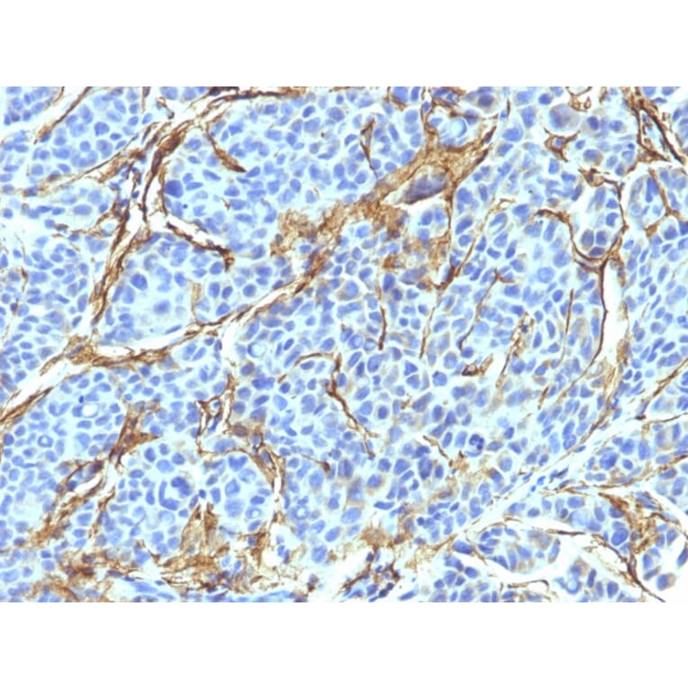 Immunohistochemistry - Anti-p75 NGF Receptor Antibody [NTR/912] - BSA and Azide free (A252681) - Antibodies.com