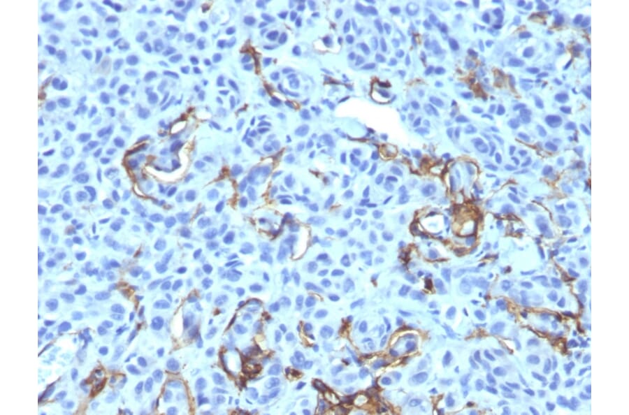 Immunohistochemistry - Anti-p75 NGF Receptor Antibody [NGFR5 + NTR/912] - BSA and Azide free (A252682) - Antibodies.com