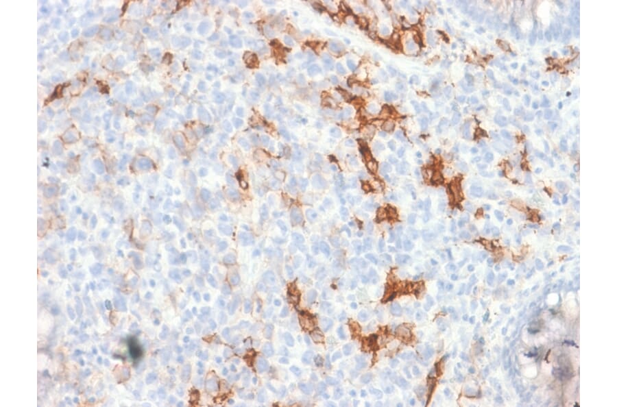 Immunohistochemistry - Anti-p75 NGF Receptor Antibody [NGFR/1997R] - BSA and Azide free (A252684) - Antibodies.com