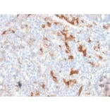 Immunohistochemistry - Anti-p75 NGF Receptor Antibody [NGFR/1997R] - BSA and Azide free (A252684) - Antibodies.com