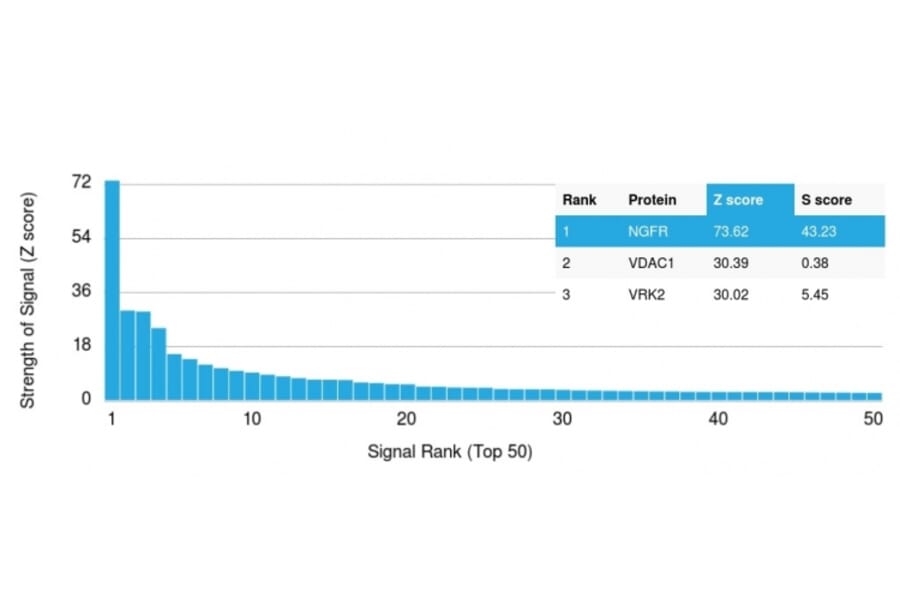 Protein Array - Anti-p75 NGF Receptor Antibody [NGFR/1997R] - BSA and Azide free (A252683) - Antibodies.com