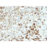 Immunohistochemistry - Anti-p75 NGF Receptor Antibody [NGFR/2550R] - BSA and Azide free (A252684) - Antibodies.com
