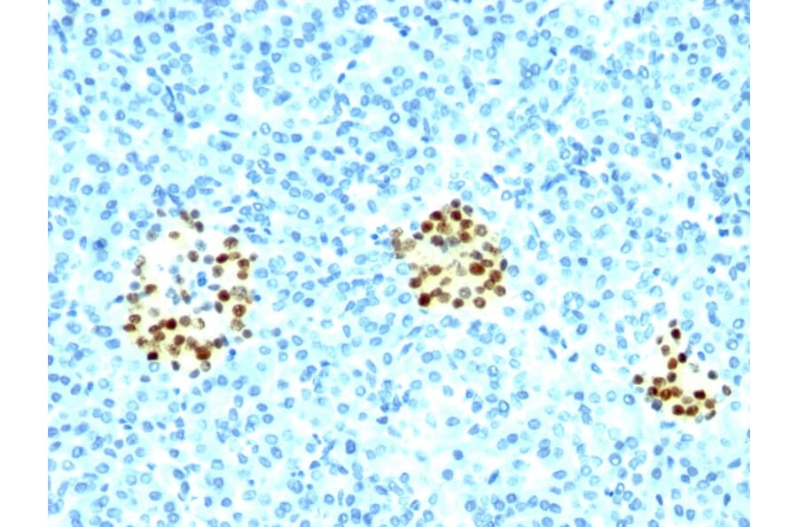 Immunohistochemistry - Anti-NKX2.2 Antibody [NX2/294] - BSA and Azide free (A252686) - Antibodies.com