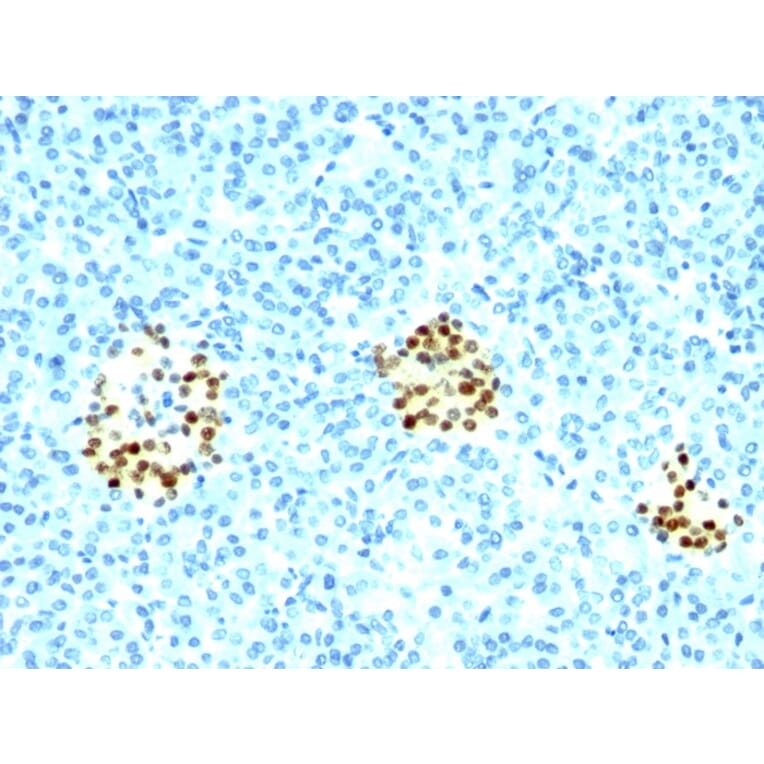 Immunohistochemistry - Anti-NKX2.2 Antibody [NX2/294] - BSA and Azide free (A252686) - Antibodies.com