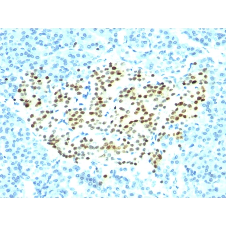 Immunohistochemistry - Anti-NKX2.2 Antibody [SPM564] - BSA and Azide free (A252687) - Antibodies.com