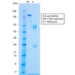 SDS-PAGE - Anti-NKX2.2 Antibody [NX2/1422R] - BSA and Azide free (A252692) - Antibodies.com