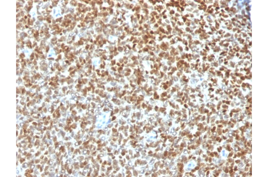 Immunohistochemistry - Anti-NKX2.2 Antibody - BSA and Azide free (A252693) - Antibodies.com