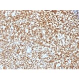 Immunohistochemistry - Anti-NKX2.2 Antibody - BSA and Azide free (A252693) - Antibodies.com