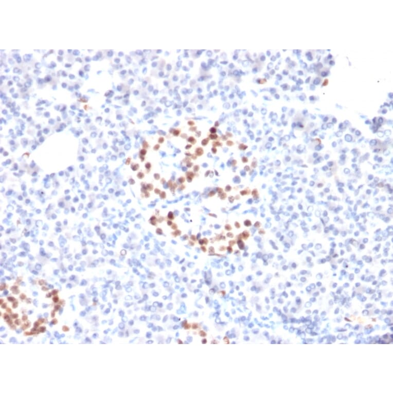 Immunohistochemistry - Anti-NKX6.1 Antibody [NKX61/2561] - BSA and Azide free (A252702) - Antibodies.com