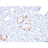 Immunohistochemistry - Anti-NKX6.1 Antibody [NKX61/2561] - BSA and Azide free (A252702) - Antibodies.com