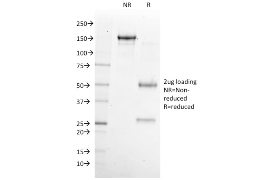 SDS-PAGE - Anti-NKX6.1 Antibody [NKX61/2561] - BSA and Azide free (A252702) - Antibodies.com