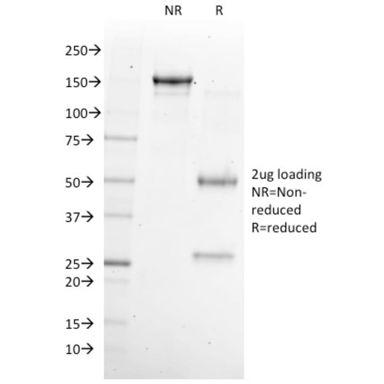 SDS-PAGE - Anti-NKX6.1 Antibody [NKX61/2561] - BSA and Azide free (A252702) - Antibodies.com