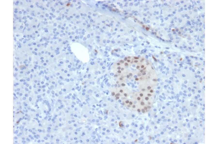 Immunohistochemistry - Anti-NKX6.1 Antibody [NKX61/2561] - BSA and Azide free (A252702) - Antibodies.com