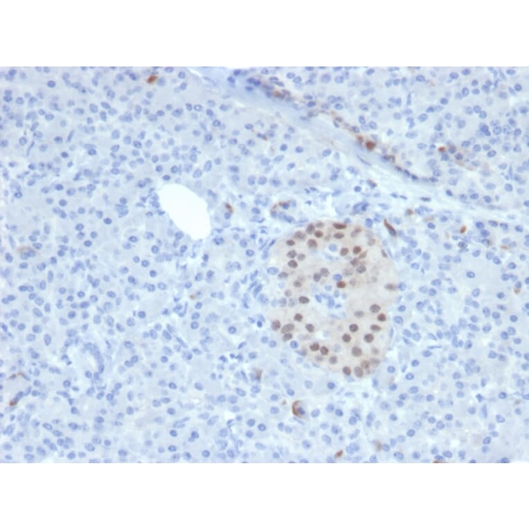 Immunohistochemistry - Anti-NKX6.1 Antibody [NKX61/2561] - BSA and Azide free (A252702) - Antibodies.com
