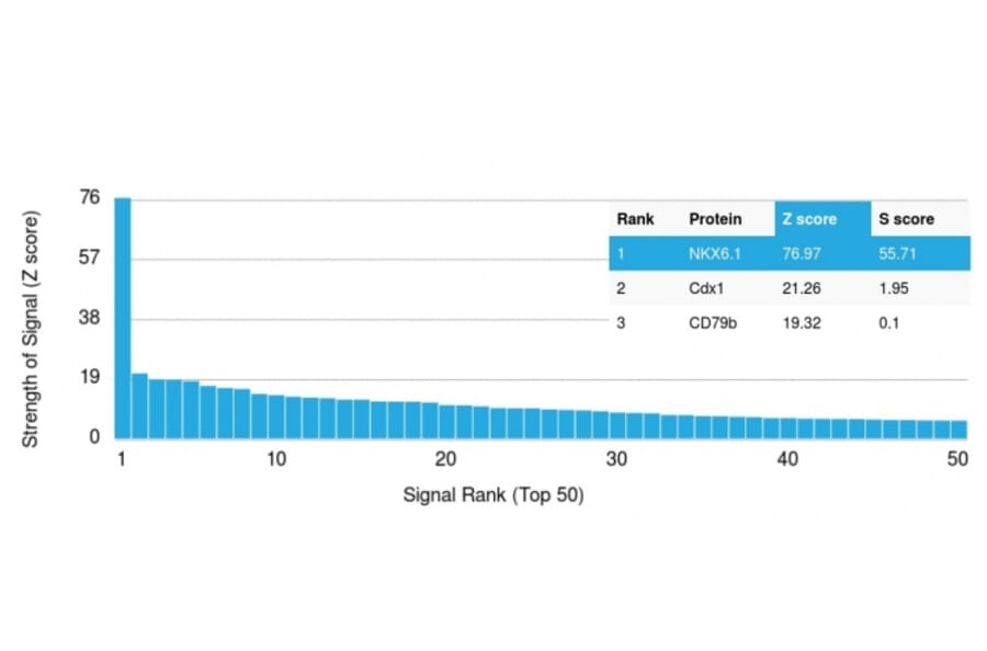 Protein Array - Anti-NKX6.1 Antibody [NKX61/2561] - BSA and Azide free (A252701) - Antibodies.com