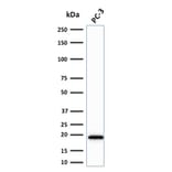 Western Blot - Anti-NME2 Antibody [CPTC-NME2-2] - BSA and Azide free (A252704) - Antibodies.com