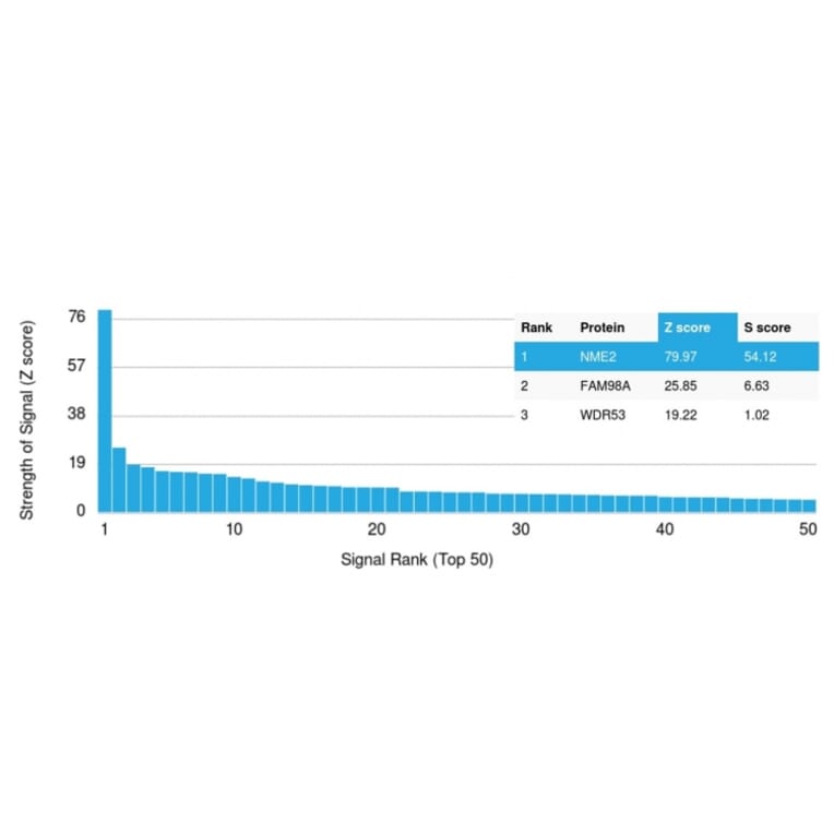 Protein Array - Anti-NME2 Antibody [CPTC-NME2-2] - BSA and Azide free (A252703) - Antibodies.com