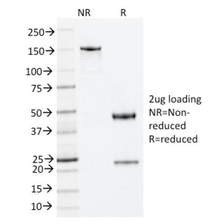 SDS-PAGE - Anti-Nucleophosmin Antibody [NA24] - BSA and Azide free (A252706) - Antibodies.com