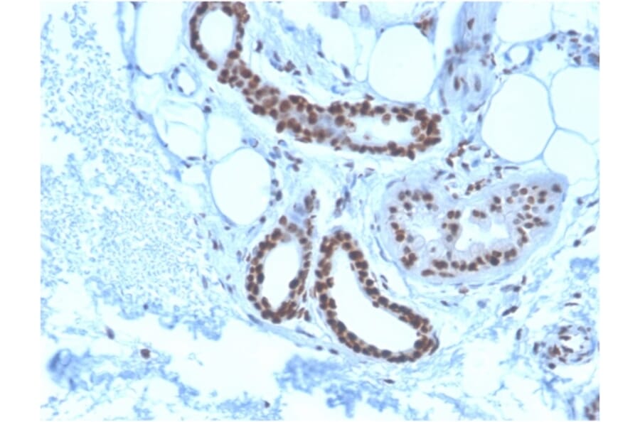 Immunohistochemistry - Anti-Nucleophosmin Antibody [NPM1/3285] - BSA and Azide free (A252707) - Antibodies.com
