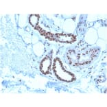 Immunohistochemistry - Anti-Nucleophosmin Antibody [NPM1/3285] - BSA and Azide free (A252707) - Antibodies.com