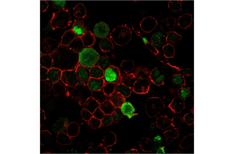 Immunofluorescence - Anti-Nucleophosmin Antibody [NPM1/3285] - BSA and Azide free (A252707) - Antibodies.com