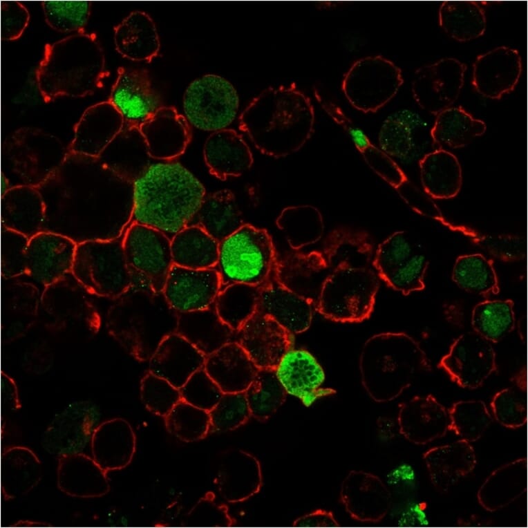 Immunofluorescence - Anti-Nucleophosmin Antibody [NPM1/3285] - BSA and Azide free (A252707) - Antibodies.com