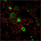 Immunofluorescence - Anti-Nucleophosmin Antibody [NPM1/3285] - BSA and Azide free (A252707) - Antibodies.com