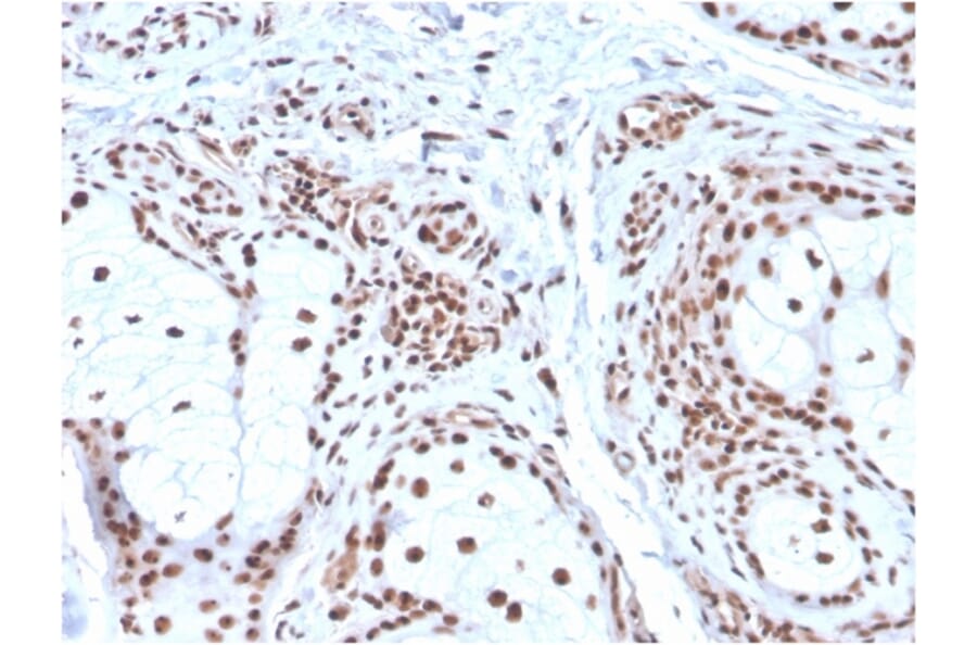 Immunohistochemistry - Anti-Nucleophosmin Antibody [NPM1/3286] - BSA and Azide free (A252708) - Antibodies.com