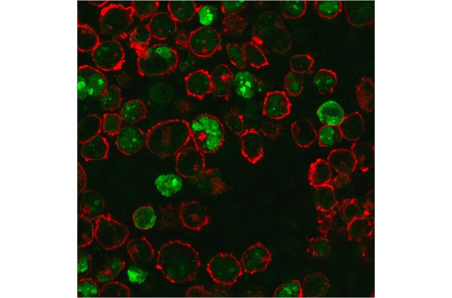 Immunofluorescence - Anti-Nucleophosmin Antibody [NPM1/3286] - BSA and Azide free (A252708) - Antibodies.com